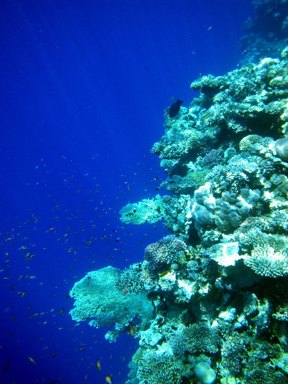 Snorkeling in Egypt