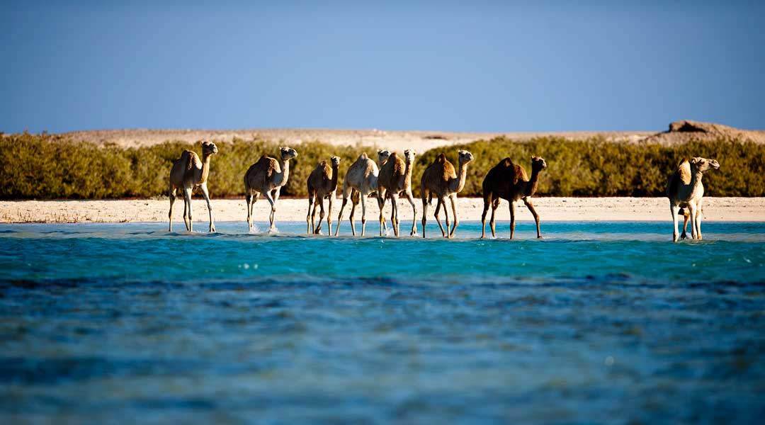 wadi el gamel egypt