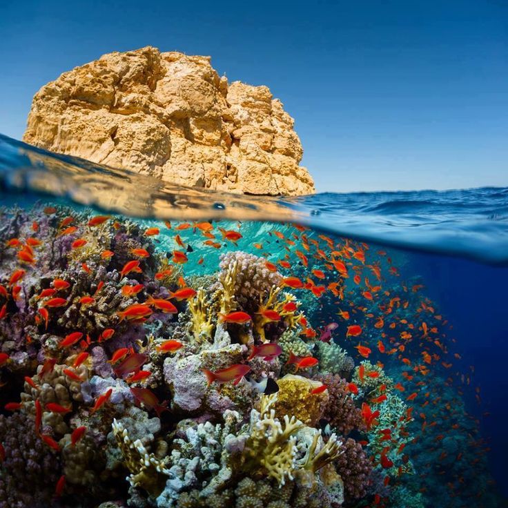 Sharm el sheikh Snorkeling