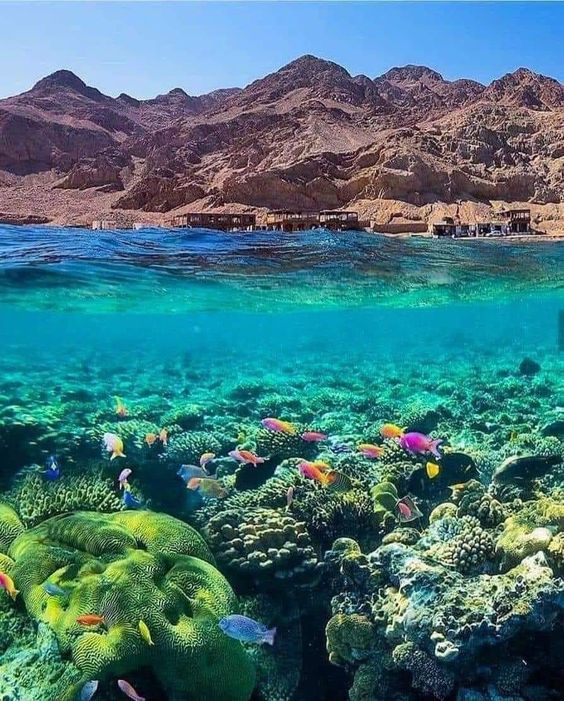 dahab diving